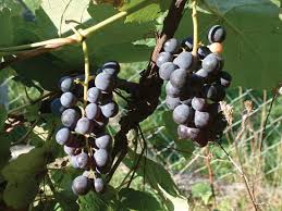 grapes