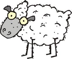 sheep01