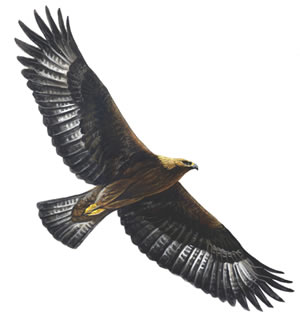 Eagle Flying