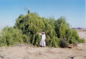 Mustard-Seed-Plant