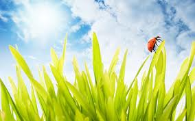 grass