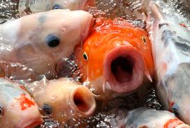 goaldfishmouth