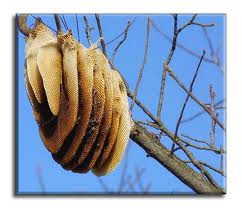 wildhoney