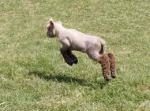 lamb